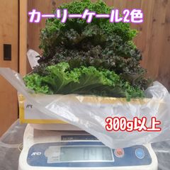 カーリーケール詰め合わせコンパクト
