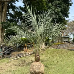 2025年最新】ナツメヤシ苗の人気アイテム - メルカリ