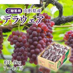山梨の甘い種無しハウスデラウェア - メルカリ