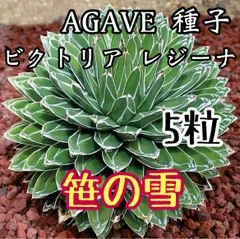 2025年最新】アガベ笹の雪ペンキの人気アイテム - メルカリ 2025年最新】アガベ笹の雪ペンキの人気アイテム - メルカリ