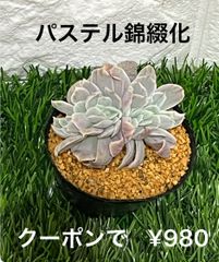 パステル錦綴化 多肉植物 多肉 エケベリア 綴化 セッカ 錦 斑入り レア苗