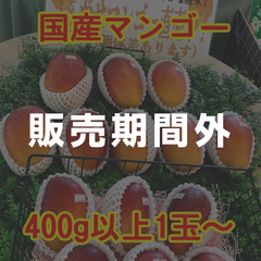 国産アップルマンゴー400g以上1玉～【箱無し】
