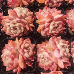 抜き苗 桃薫女王  AM691×18株 ヤマト発送 多肉植物 エケベリア サボテン  韓国苗 新入荷