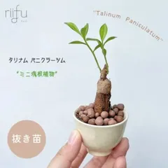 2024年最新】コーデックス 塊根植物の人気アイテム - メルカリ