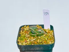 2025年最新】サンスベリア ロリダの人気アイテム - メルカリ