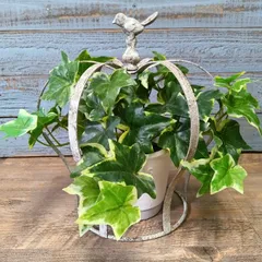 2026年最新】鳥籠 オブジェの人気アイテム - メルカリ