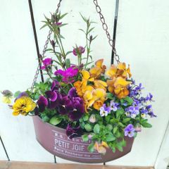 ビオラのカラフルオーバルハンギングブリキ寄せ植え2