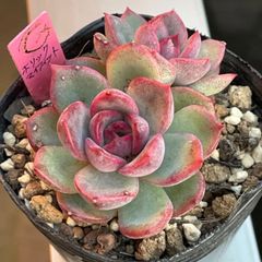 aHeCeDuXr6fbJnHh49ZhMe.jpg@jpg