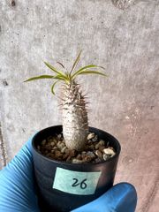 【現品限り】パキポディウム・グラキリス【A26】 Pachypodium gracilius【植物】塊根植物 夏型 コーデックス