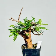 2025年最新】ボスウェリア ネグレクタの人気アイテム - メルカリ