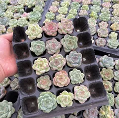 多肉植物 韓国苗 エケベリア MIX苗セット ラスト‼️ 多肉植物 韓国苗 エケベリア MIX苗セット ラスト‼️