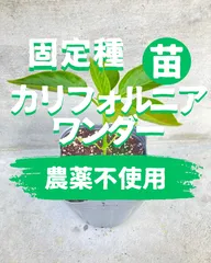 ピーマンの苗1本　カリフォルニアワンダー【固定種】農薬不使用のサムネイル