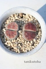 朱弦玉 リトープス Mサイズ 5.5ｃｍポット Lithops karasmontana var. lericheana 多肉植物 多肉永遠