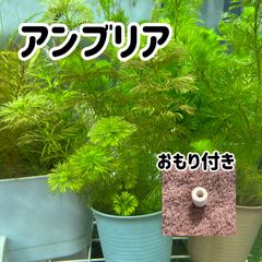 【無農薬】アンブリア（キクモ）3本おもりつき