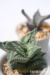 怒涛 フォーカリア Mサイズ5.5cmポット Faucaria 'dotou' 多肉植物 多肉永遠