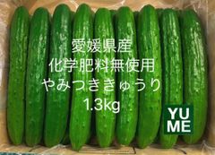 3/17朝採れ‼️愛媛県産化学肥料無使用 やみつききゅうり1.3kg