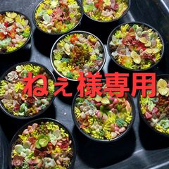 ねぇ様専用