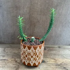 モナデニウム　ドラゴンテール　陶器鉢茶色　 Monadenium Dragon Tail 現品 観葉植物 観葉 植物 珍奇植物  塊根植物 塊根 コーデックス 多肉植物 多肉 インテリア  モナデニウム ドラゴンテール モナデニューム