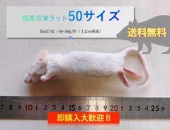 【送料無料】国産冷凍ラット50サイズ10匹入@即購入OK！北海道・沖縄の方も送料無料です！