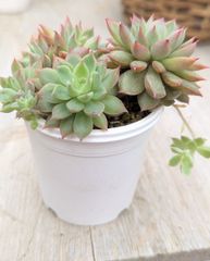 フィレンツェ 多肉植物 韓国苗 A133 - メルカリ