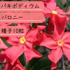 【種子】パキポディウム・バロニー  種子10粒