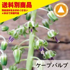 ケープバルブ Ledebouria sosiaris