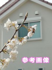 中国南部原産 暖地桜桃 さくらんぼ近似種 単独結実可 抜き苗 おまかせ苗 実生