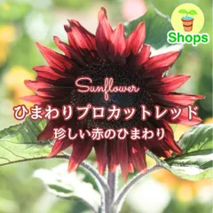 【お花の種】ひまわり☆向日葵 プロカットレッド 種子 約10粒！のサムネイル