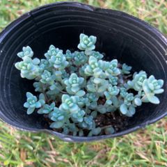 パープルヘイズ多肉植物