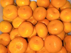 【超人気の為価格高騰！】即発送！熊本産 青島みかん【Lサイズ秀品約10k熊本】