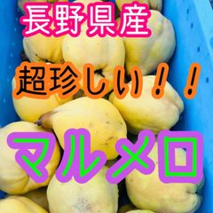 超珍しいマルメロ！約2kg マルメロ酒　マルメロシロップ　マルメロ風呂