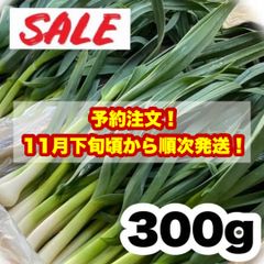 300g【11月下旬頃から発送】高知県特産‼️葉ニンニク 300g 即購入OKg5