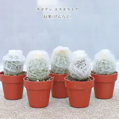 S様専用ページ サボテン エスポストア 幻楽(げんらく) プラグ苗 1号 ３個