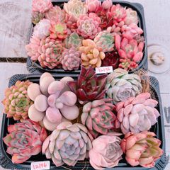多肉植物 Xmas感謝BOX♡12176