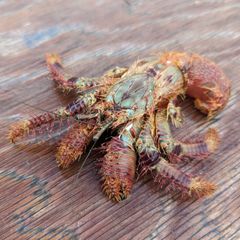 【冷凍オニヤドカリ】約1.7kg 87匹