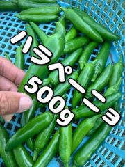 ハラペーニョ　コンパクトBOXいっぱい500g〜 （サルサデウマイ）