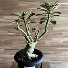 【契約農家直送商品】【現品４】 塊根植物 アデニウム オペスム 5号鉢 多肉植物 コーデックス 砂漠のバラ お洒落 可愛い カッコイイ インテリア 室内 花 苗 希少