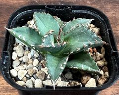 Agave Titanota アガベ チタノタ 夕映 老白鯨 子株 発根済み 送料込み