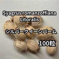 【種】100粒　Syagrus romanzoffiana　’Litoralis’　シルバークイーンパーム　ジョオウヤシ