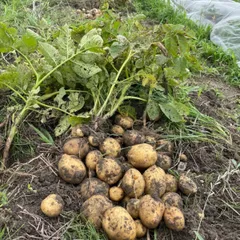 Natural farming自然栽培じゃがいも 食育ウェルビーイング 七田式 Natural farming自然栽培じゃがいも 食育ウェルビーイング 七田式