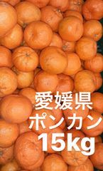 愛媛県産　ポンカン　柑橘　15kg
