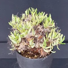 チレコドン　レティキュラータス　No.001　鉢、送料込　メルカリ便 チレコドン レティキュラータス No.001 鉢、送料込 メルカリ便