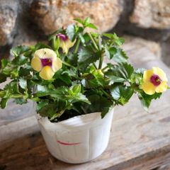 栄養系 這性トレニア ムーン イエロー 3〜3.5号ポット苗 【1株販売】 トレニア 寄せ植え 花壇 鉢植え お洒落 おしゃれ 可愛い 春の花 夏の花 秋の花 花 苗 初心者