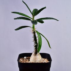 3P5 実生 パキポディウム サキュレンタム コーデックス 塊根植物 パキポディウムサキュレンタム