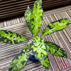 アグラオネマ　ピクタム　Aglaonema pictum ”type eureka”  from Pulau Nias AZ0512-10