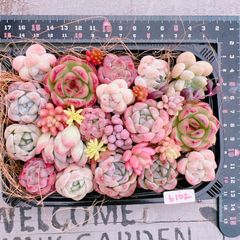 多肉植物 寄せ植えset♡6102