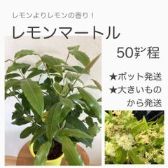 レモンマートル苗・苗木　レモンよりレモンの香りのする植物　★抗菌作用とともに気持ちをリラックス効果　★病害中や暑さにも強い
