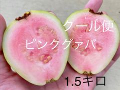 傷あり　大好評！沖縄産ピンクグァバ　1.5キロ    クール便