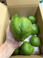 激レア！沖縄県産　ホワイトサポテ　1キロ　2玉から4玉