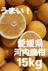 愛媛県産　宇和ゴールド　河内晩柑　柑橘　15kg